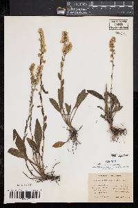 Solidago stricta image
