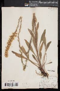 Solidago stricta image