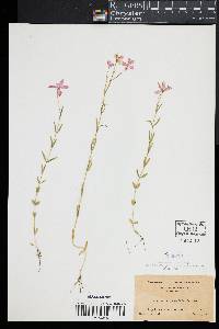 Sabatia campanulata image