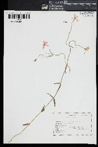 Sabatia campanulata image