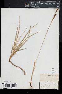 Carex polymorpha image