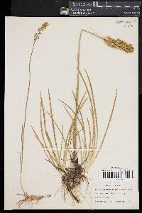 Narthecium americanum image
