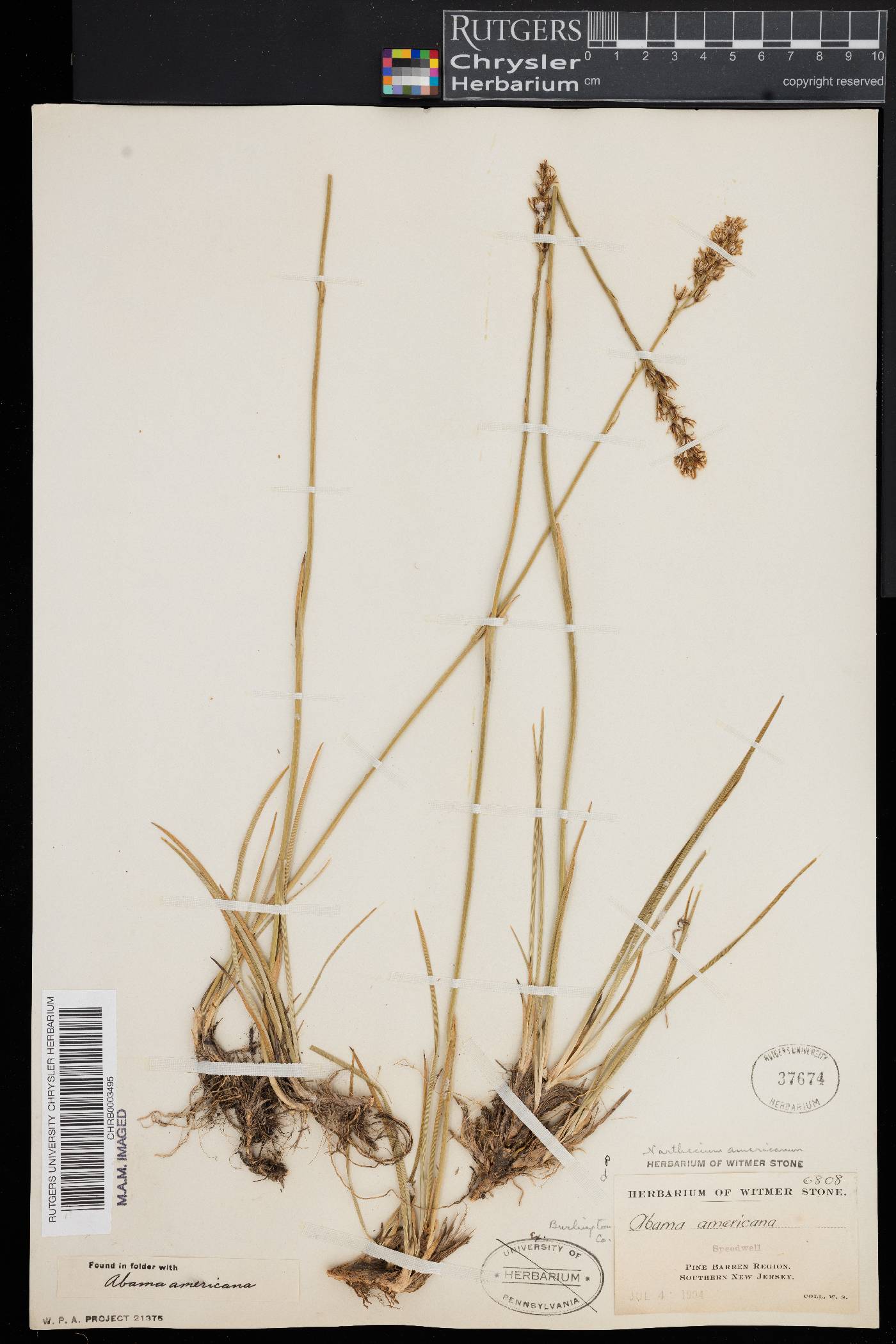Narthecium americanum image