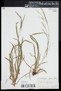 Carex leptonervia image