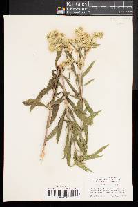 Eupatorium altissimum image