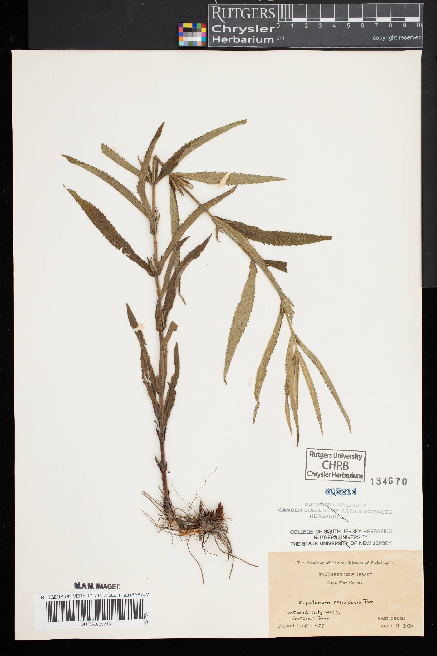 Eupatorium resinosum image