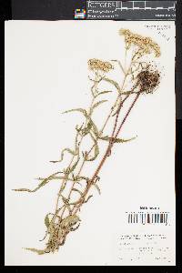 Eupatorium resinosum image