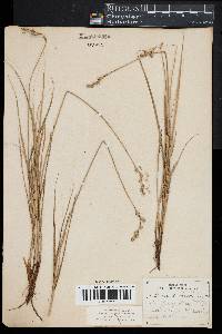 Carex silicea image