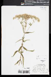 Eupatorium resinosum image