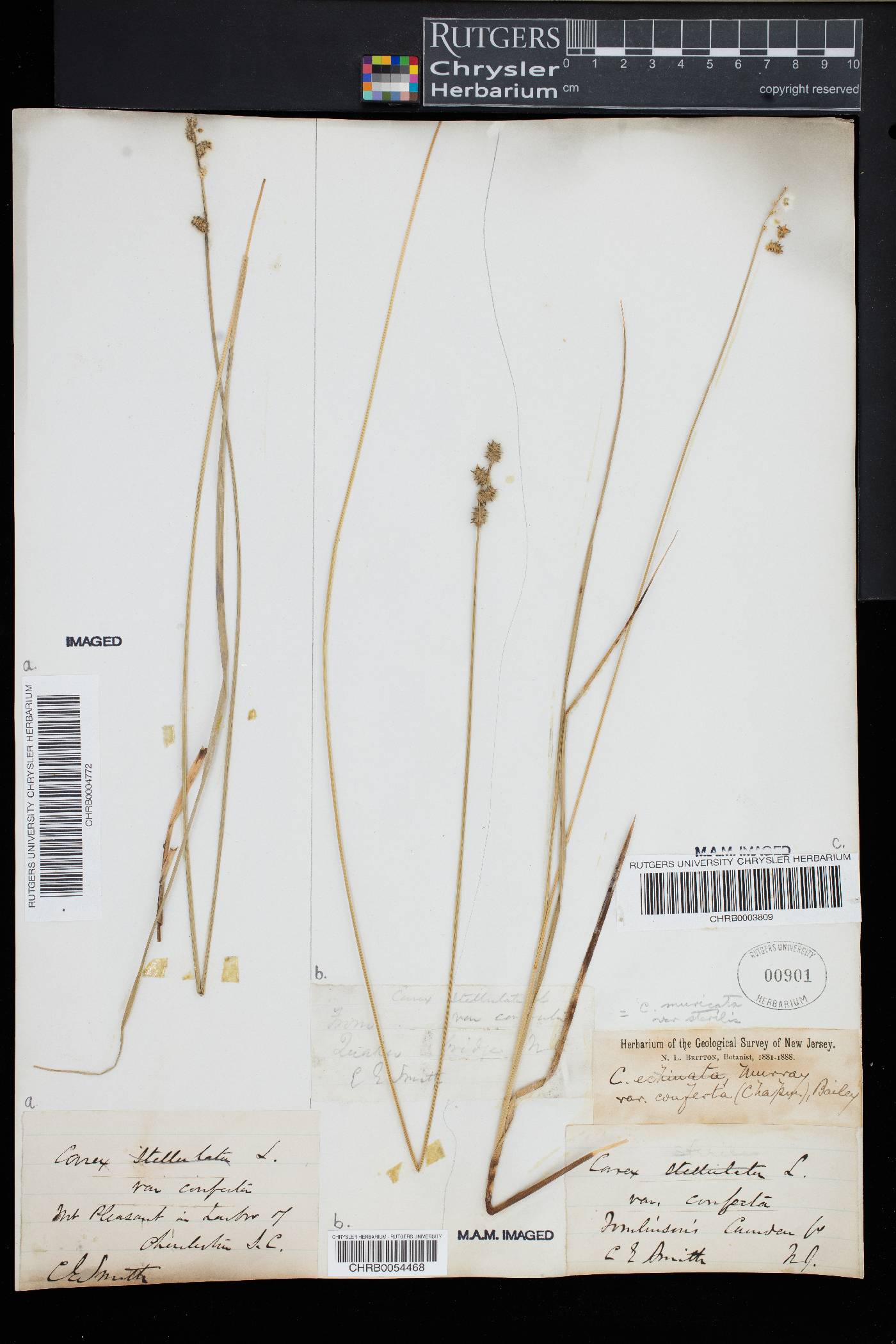 Carex muricata var. sterilis image