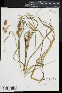 Carex typhina image