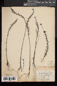 Sclerolepis uniflora image