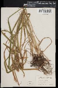 Carex typhina image