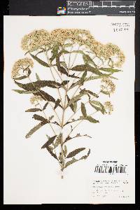 Eupatorium resinosum image