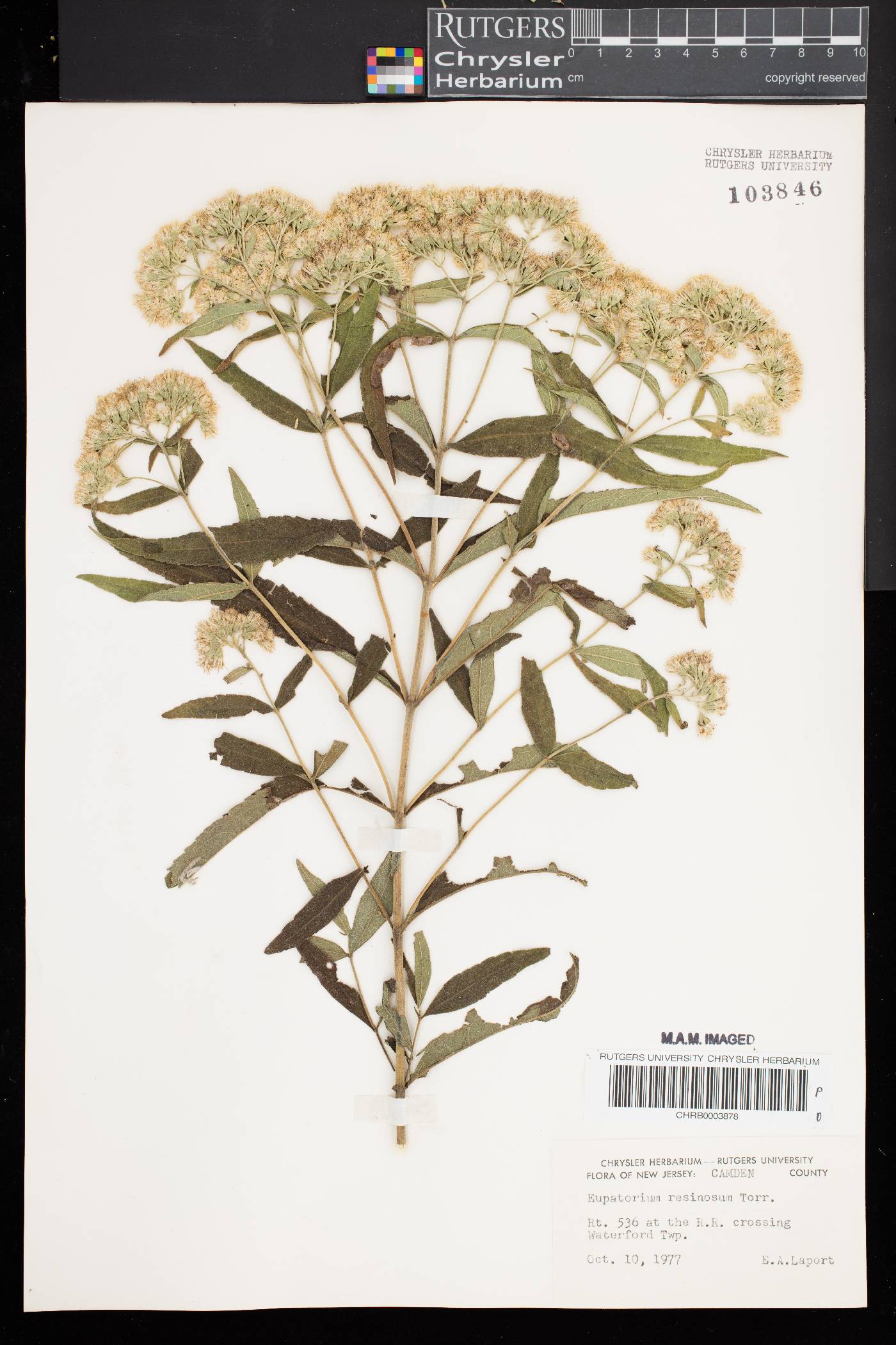 Eupatorium resinosum image