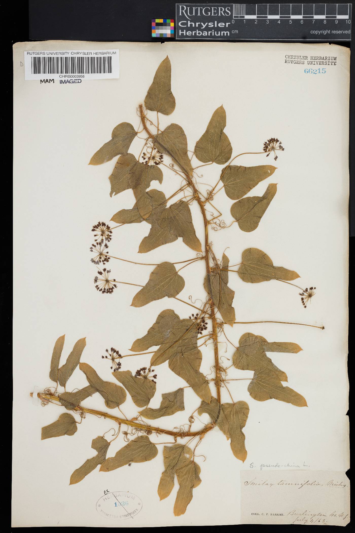 Smilax pseudochina image