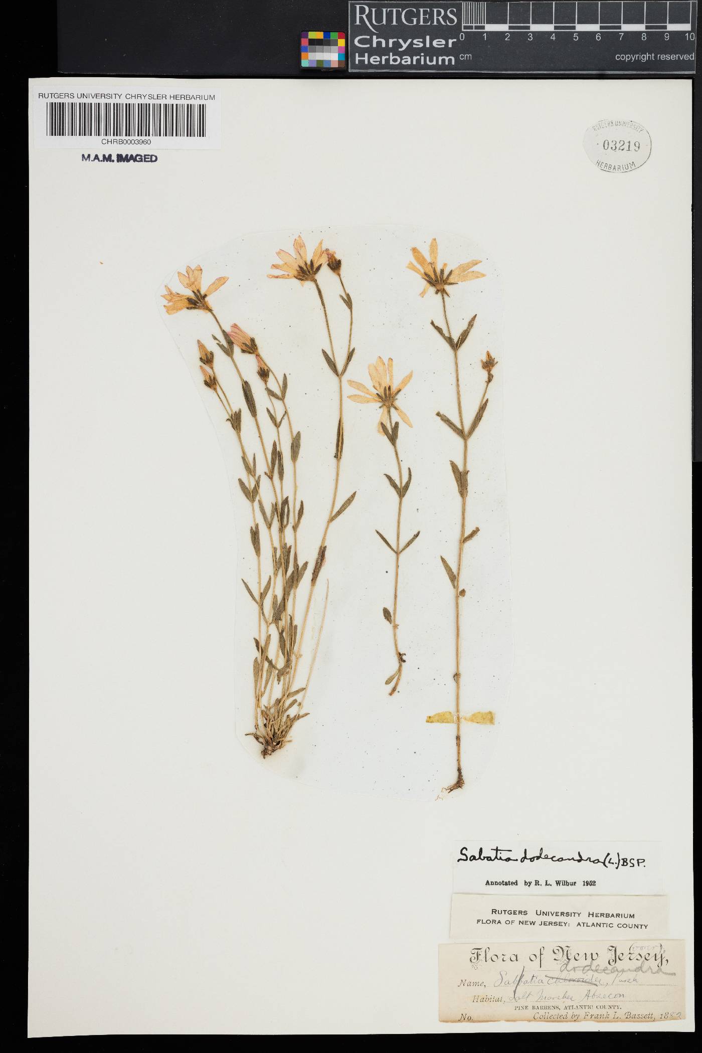 Sabatia dodecandra image
