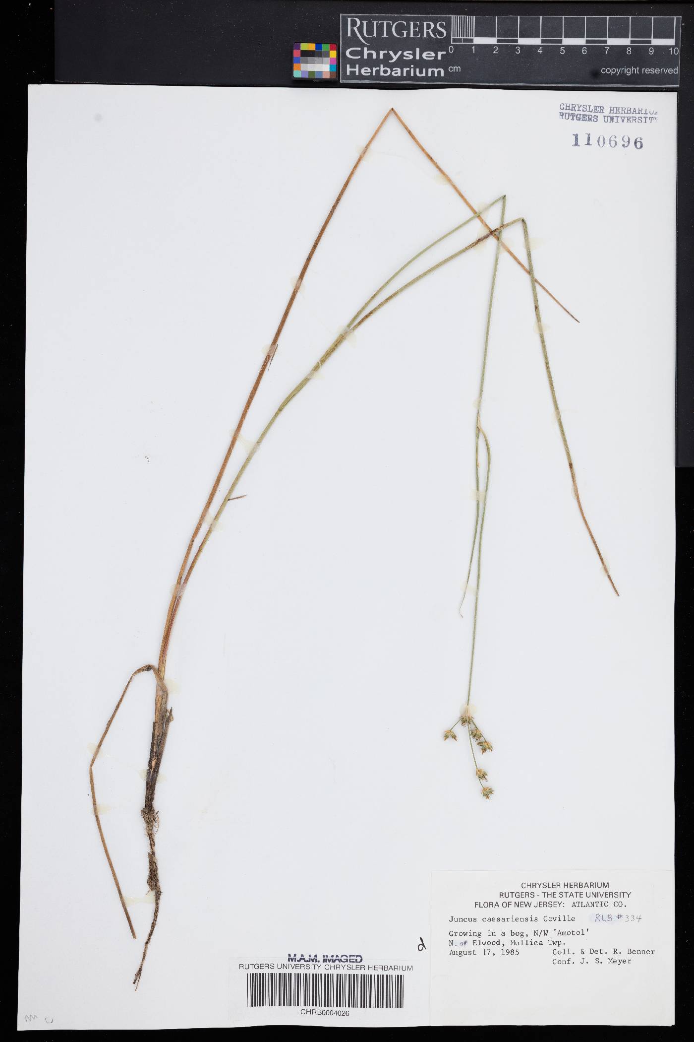 Juncus caesariensis image