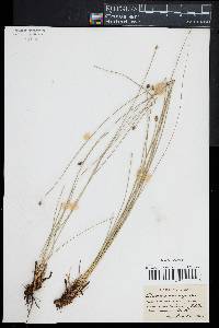 Eleocharis melanocarpa image