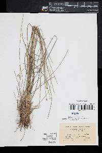 Eleocharis melanocarpa image