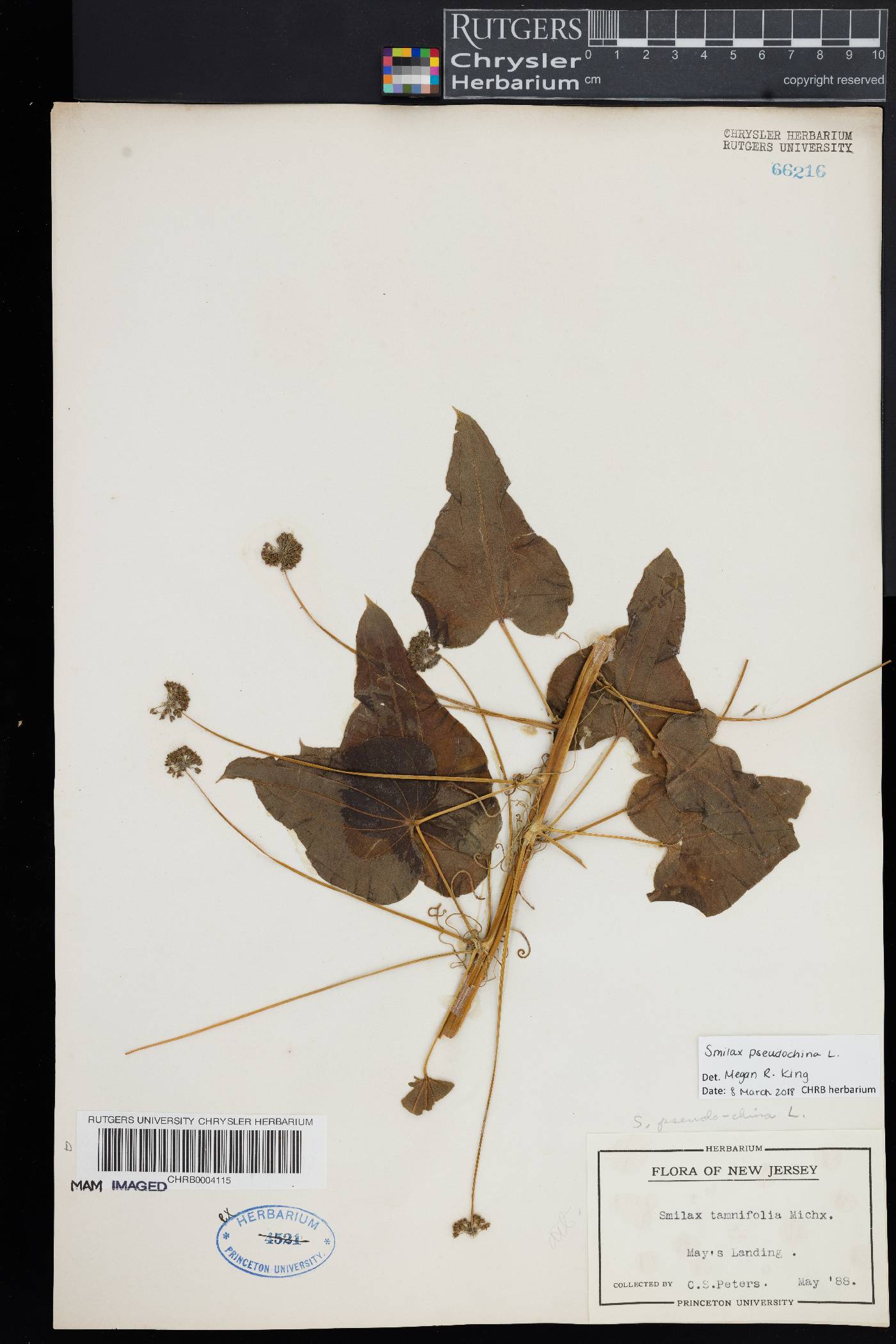 Smilax pseudochina image