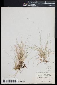 Carex disperma image