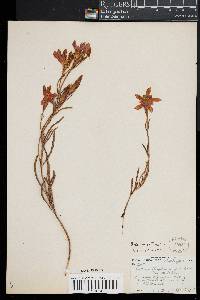 Gentiana autumnalis image