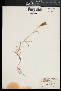 Gentiana autumnalis image