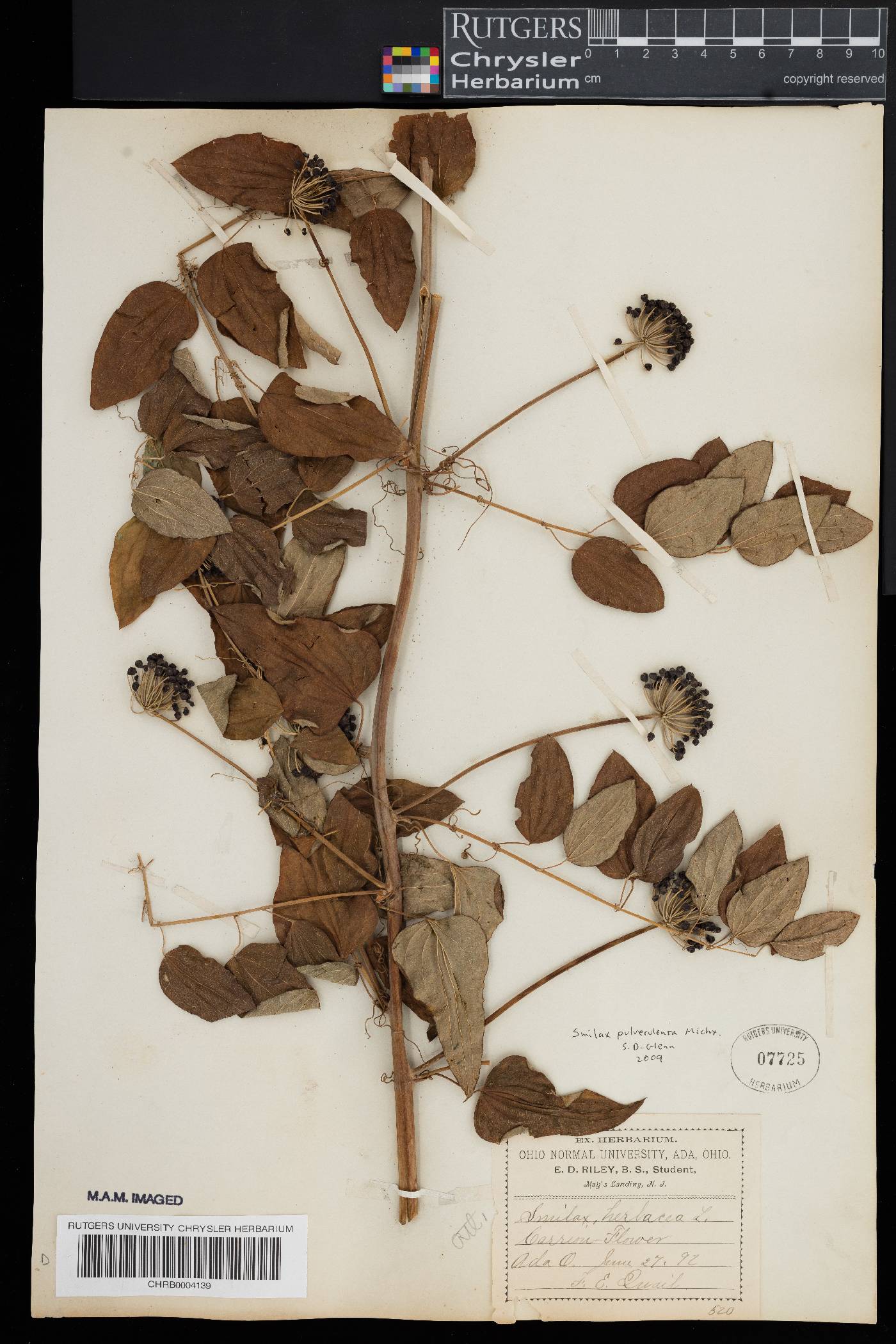 Smilax pulverulenta image