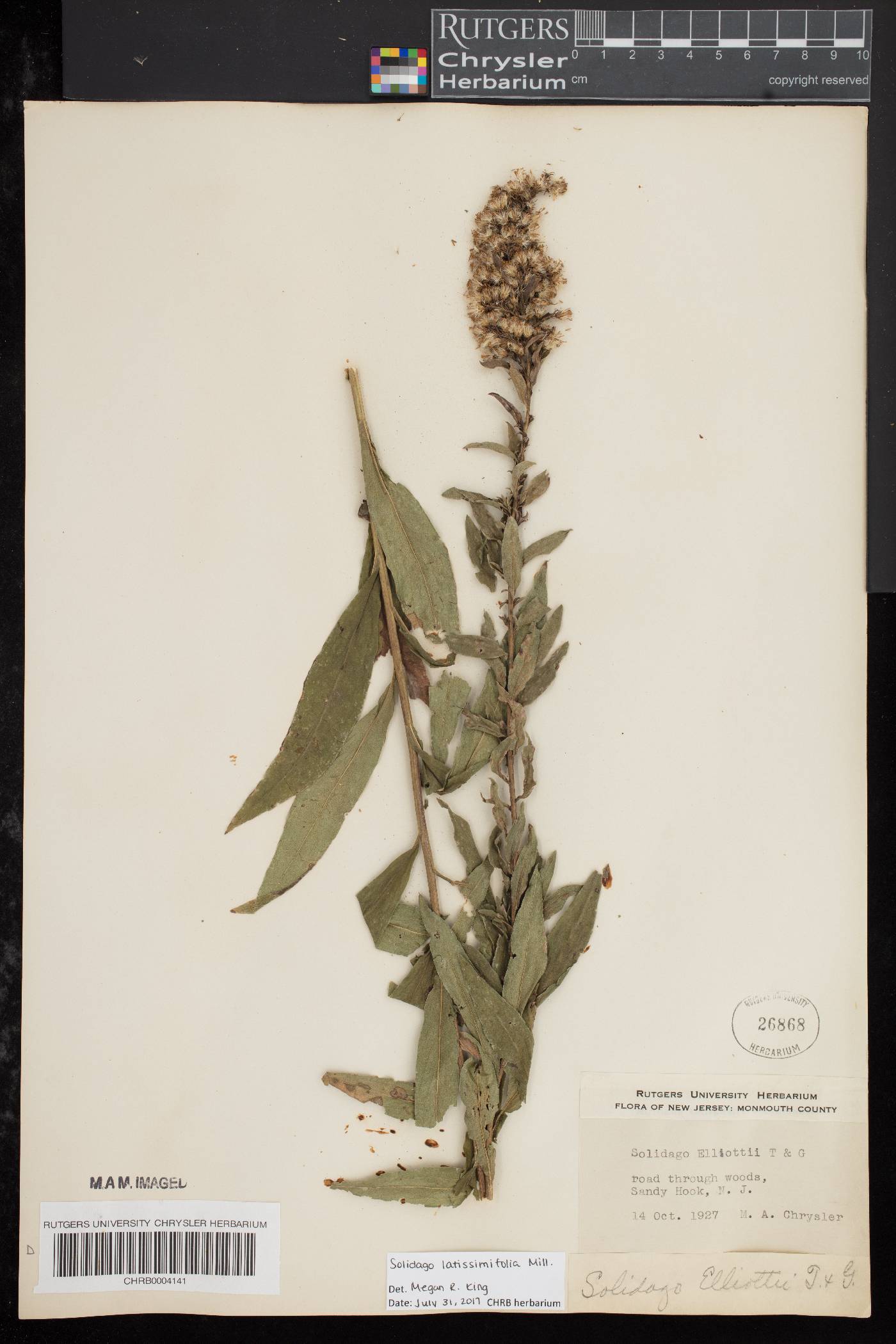 Solidago latissimifolia image