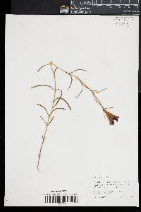 Gentiana autumnalis image