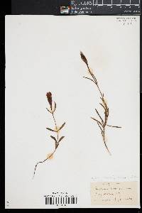 Gentiana autumnalis image