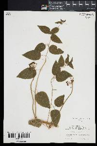 Smilax pulverulenta image