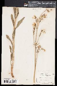 Penstemon laevigatus image