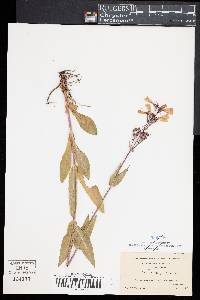 Penstemon laevigatus image