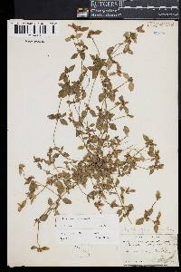 Edrastima uniflora image