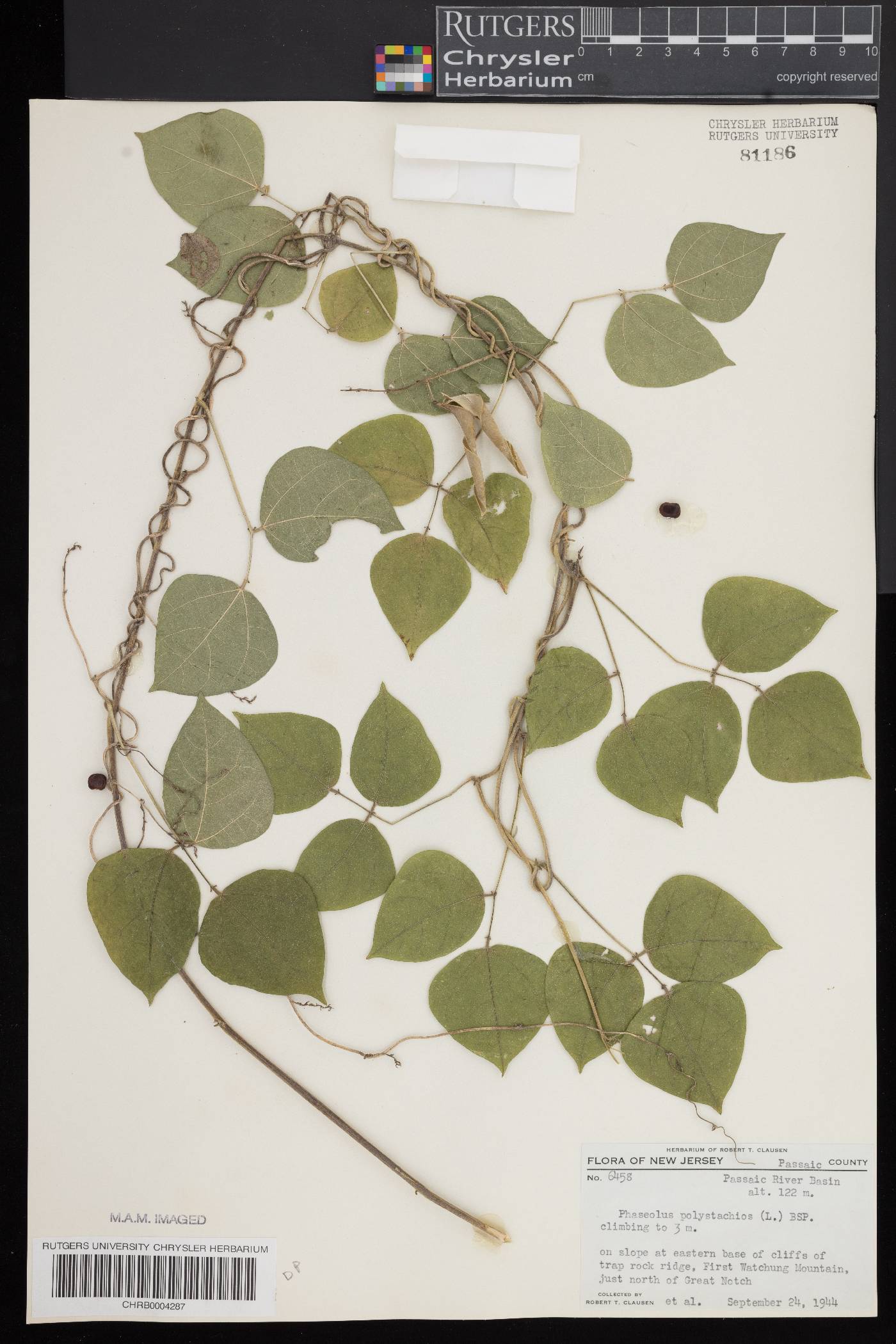 Phaseolus polystachios var. polystachios image