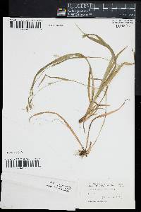 Carex leptonervia image