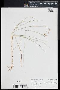 Carex limosa image