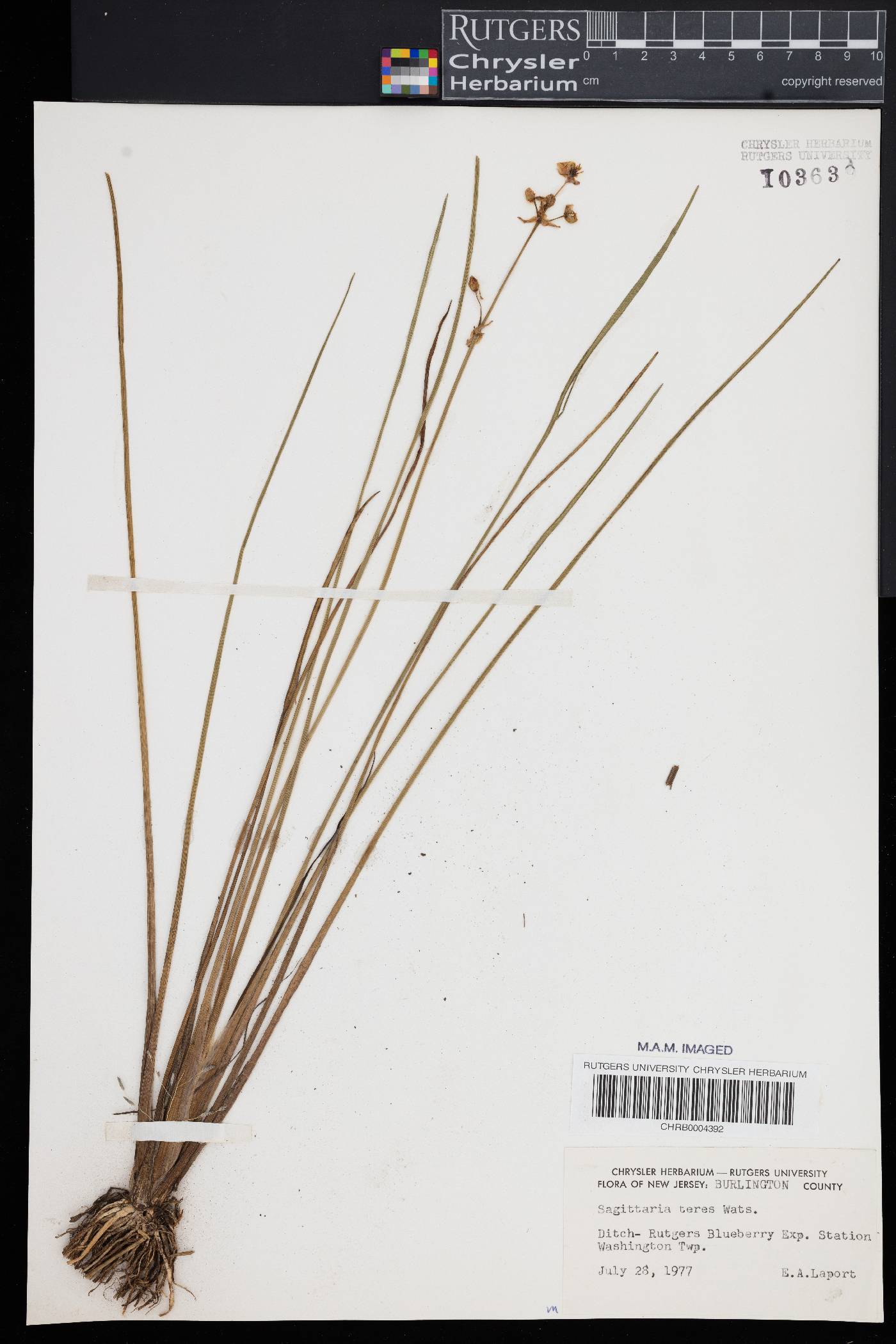 Sagittaria teres image