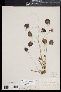 Nymphoides cordata image