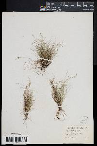 Carex eburnea image