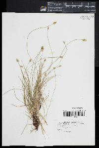 Carex leavenworthii image