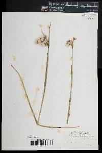 Eriophorum viridicarinatum image