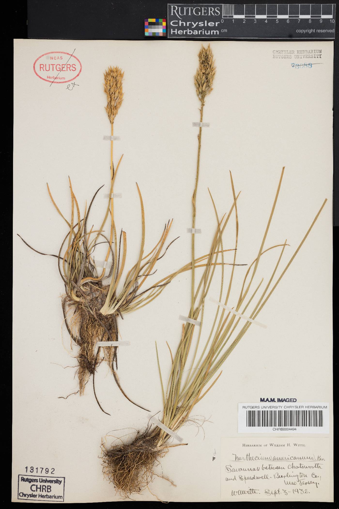 Narthecium image