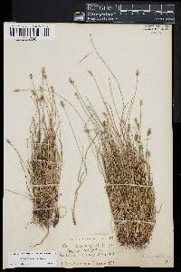 Carex leavenworthii image