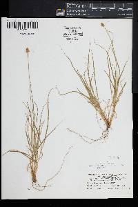 Carex leavenworthii image