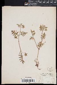 Ellisia nyctelea image