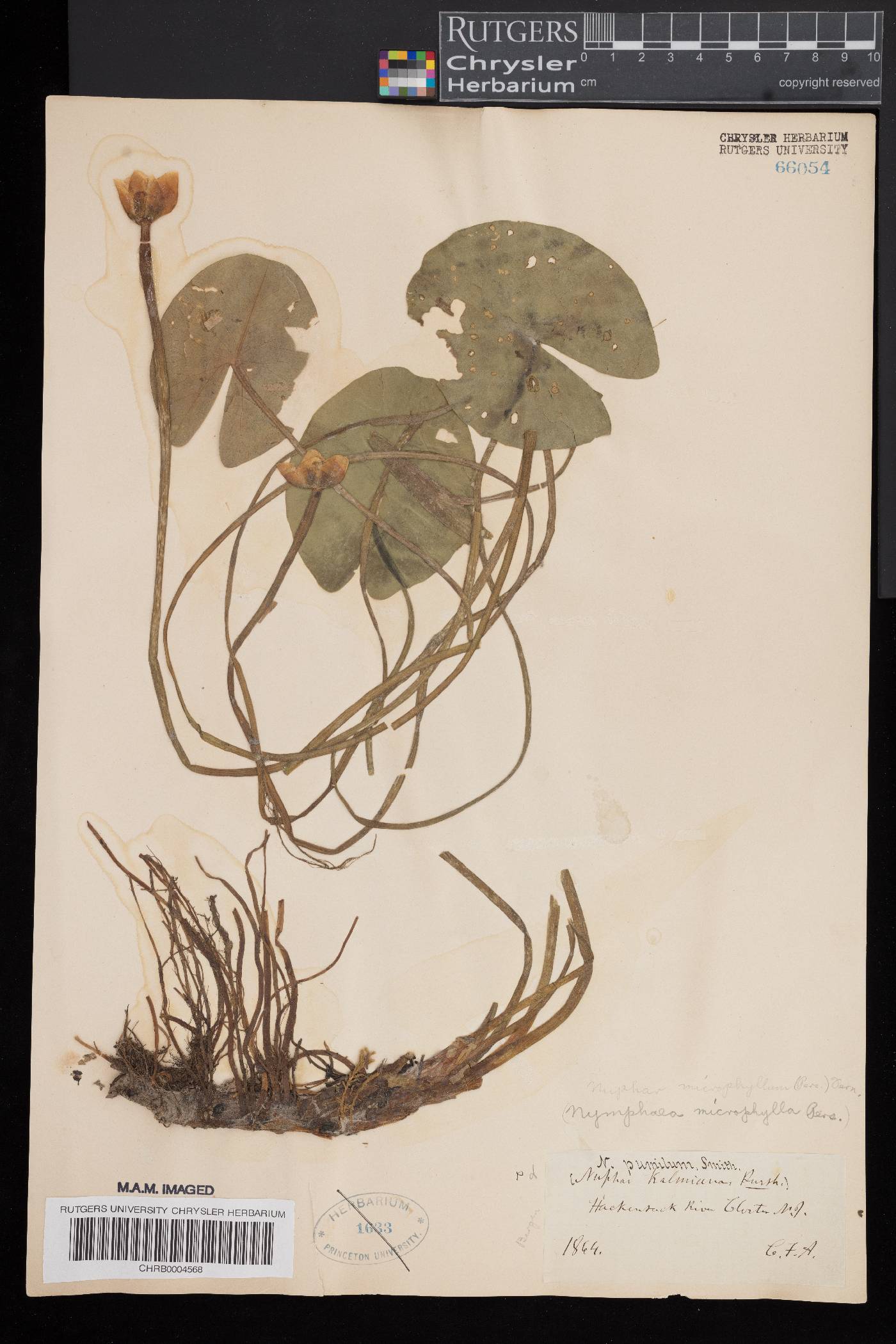 Nuphar microphylla image