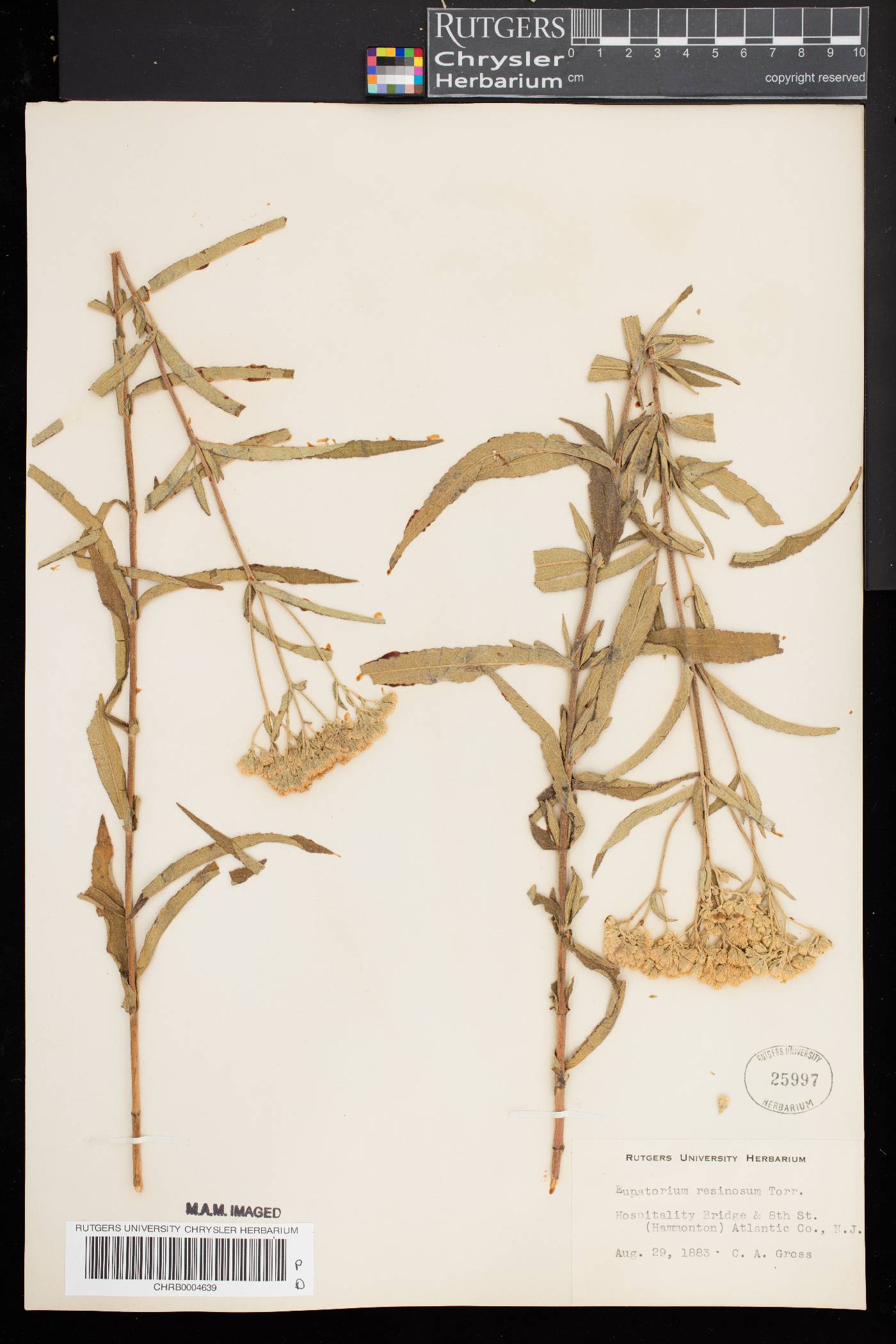 Eupatorium resinosum image